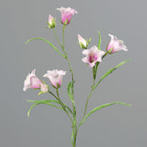 Halvány rózsaszín színű mű harangvirág.